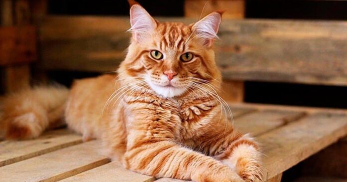 Gato doméstico en un departamento