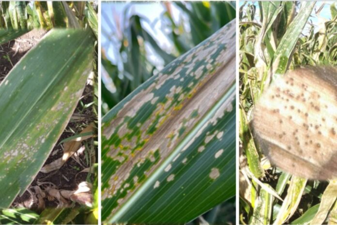 Campo de maíz afectado por enfermedades foliares