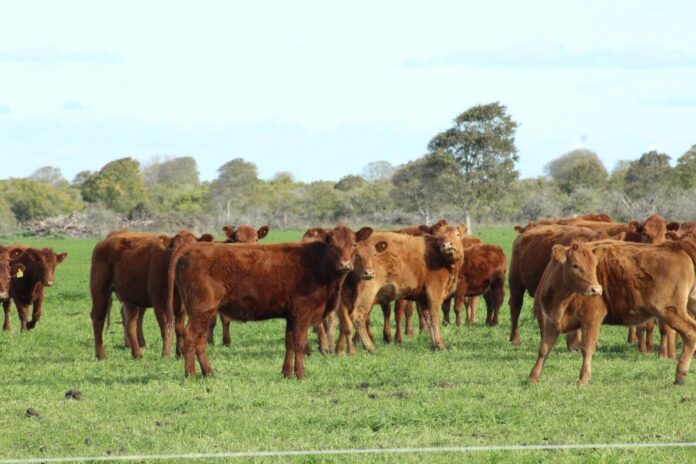 Carne vacuna argentina en un frigorífico