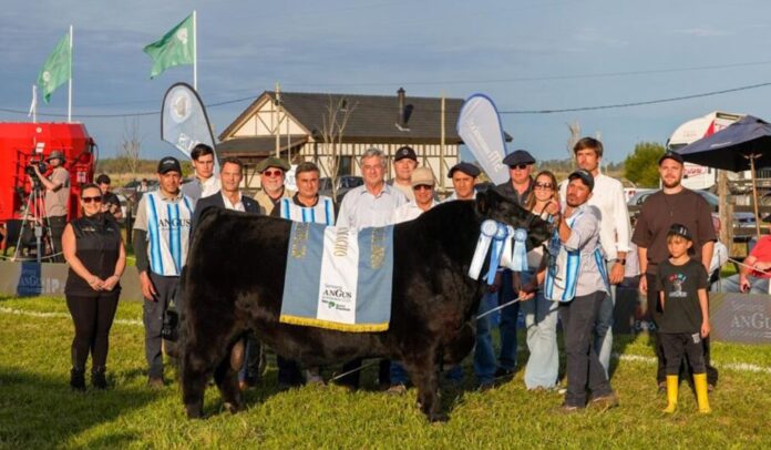 josecito-gran-campeon-macho-semana-angus-primavera Toro Josecito de la cabaña Don Cholo, Gran Campeón Macho de la 47ª Exposición Nacional Angus de Primavera
