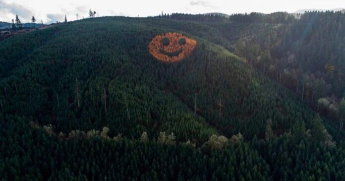 cara-sonriente-arboles-oregon-otono Ladera con árboles formando una cara sonriente en Oregón