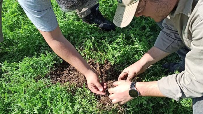 Ensayo de cultivos de servicios y siembra aérea de vicia en el NOA