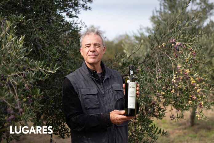 Olivar en Chacras de Luyaba, Traslasierra, Córdoba