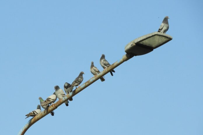 Vista de la ciudad de Rafaela con aves sobrevolando el centro urbano