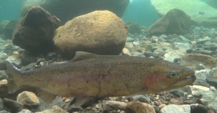 Trucha arcoíris nadando en un río de agua dulce